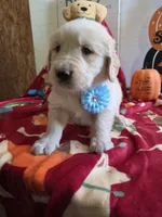 Blue golden  retriever, a male Golden Retriever for sale in Janesville, WI – 1 of 2