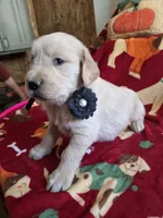 Blk golden retriever, a male Golden Retriever for sale in Janesville, WI – 2 of 2