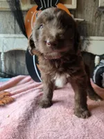 Pink, a female Aussiedoodle for sale in Janesville, WI – 2 of 3
