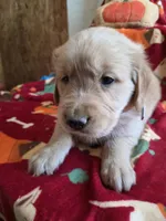 Grey golden retriever, a male Golden Retriever for sale in Janesville, WI – 2 of 2