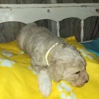 Daisy may, a female Aussiedoodle for sale in Janesville, WI – Photo 2 of 2