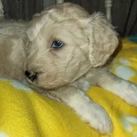 Daisy may, a female Aussiedoodle for sale in Janesville, WI – Photo 1 of 2