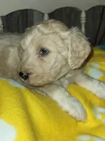 Daisy may, a female Aussiedoodle for sale in Janesville, WI – Photo 1 of 2