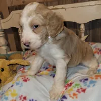 Taffy, a female Aussiedoodle for sale in Janesville, WI – Photo 1 of 2