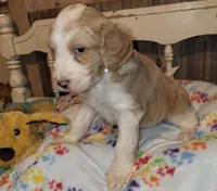 Taffy, a female Aussiedoodle for sale in Janesville, WI – Photo 1 of 2