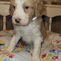Taffy, a female Aussiedoodle for sale in Janesville, WI – Photo 2 of 2