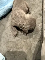 Gray 1 Cane Corso, a male Cane Corso for sale in Temple Hills, MD – 3 of 3