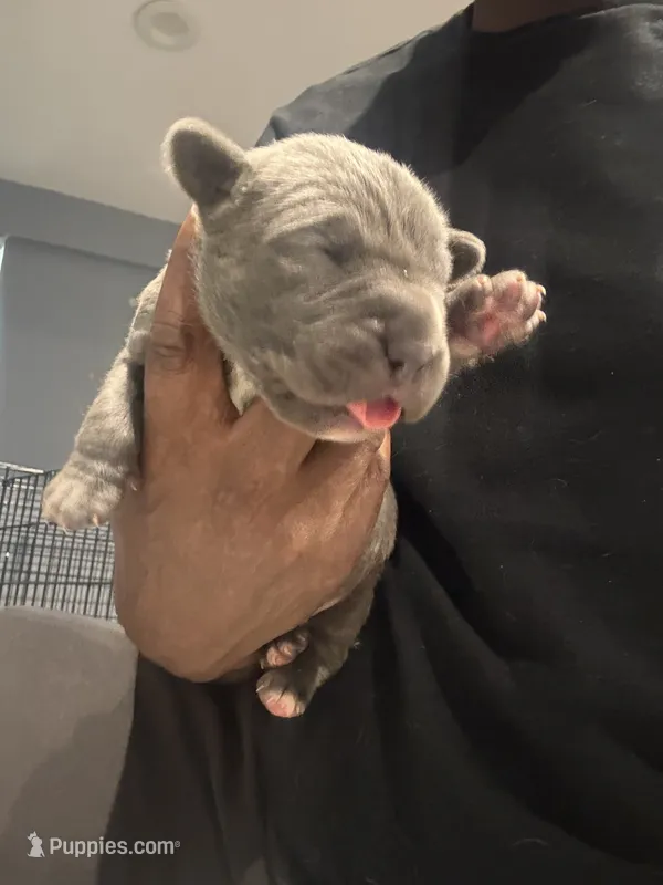 Gray 1 Cane Corso – Cane Corso puppy for sale in Temple Hills, MD
