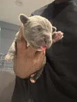 Gray 1 Cane Corso, a male Cane Corso for sale in Temple Hills, MD – 1 of 3