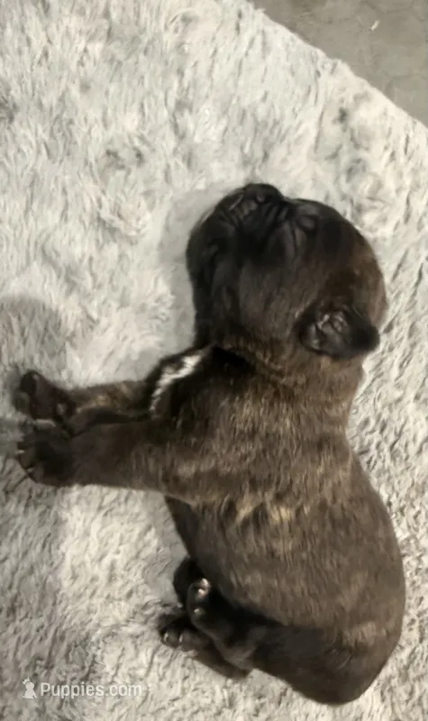 Black Brindle 1 Cane Corso – Cane Corso puppy for sale in Temple Hills, MD