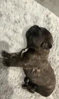 Black Brindle 1 Cane Corso, a male Cane Corso for sale in Temple Hills, MD – 1 of 2