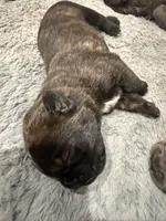 Black Brindle 1 Cane Corso, a male Cane Corso for sale in Temple Hills, MD – 2 of 2