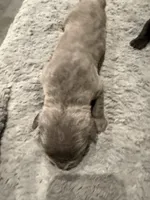 Gray 1 Cane Corso, a male Cane Corso for sale in Temple Hills, MD – 2 of 3