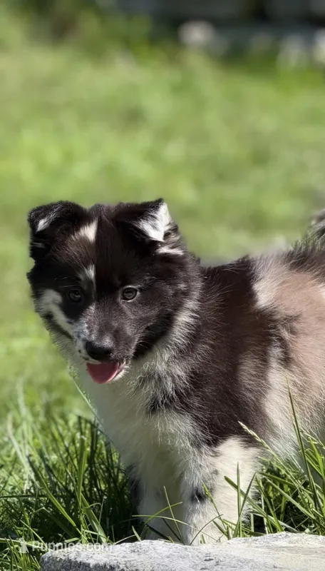 Phantom  – Pomsky puppy for sale in Shelton, CT