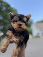 Jack teacup, a male Yorkshire Terrier for sale in Shelton, CT – 2 of 2