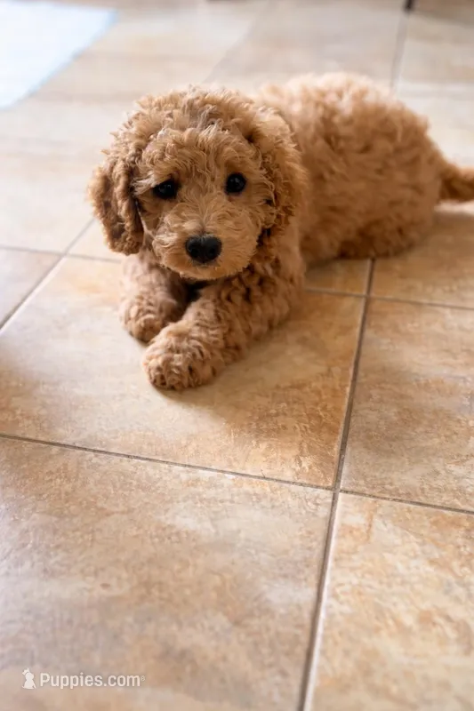  Bella (MINI) – Irish Doodle puppy for sale in Shelton, CT