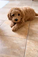  Bella (MINI), a female Irish Doodle for sale in Shelton, CT – Photo 1 of 2