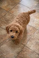  Bella (MINI), a female Irish Doodle for sale in Shelton, CT – Photo 2 of 2