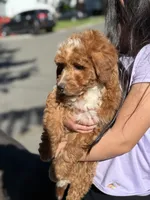 Mazy (Mini), a female Irish Doodle for sale in Shelton, CT – 3 of 4