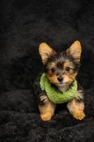 Biggie, a male Yorkshire Terrier for sale in Shelton, CT – Photo 1 of 3