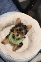 Biggie, a male Yorkshire Terrier for sale in Shelton, CT – Photo 3 of 3