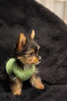 Biggie, a male Yorkshire Terrier for sale in Shelton, CT – Photo 2 of 3