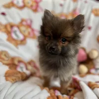 Fluff, a male Pomeranian for sale in Shelton, CT – Photo 3 of 4