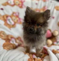 Fluff, a male Pomeranian for sale in Shelton, CT – Photo 3 of 4