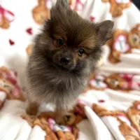 Fluff, a male Pomeranian for sale in Shelton, CT – Photo 2 of 4