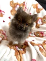 Fluff, a male Pomeranian for sale in Shelton, CT – Photo 2 of 4