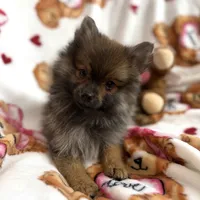 Fluff, a male Pomeranian for sale in Shelton, CT – Photo 4 of 4