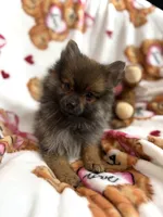 Fluff, a male Pomeranian for sale in Shelton, CT – Photo 4 of 4