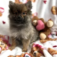 Fluff, a male Pomeranian for sale in Shelton, CT – Photo 1 of 4