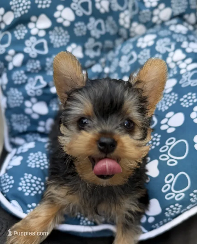 Ernest teacup – Yorkshire Terrier puppy for sale in Shelton, CT