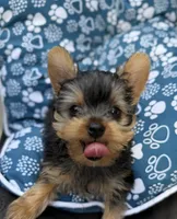 Ernest teacup, a male Yorkshire Terrier for sale in Shelton, CT – 1 of 3