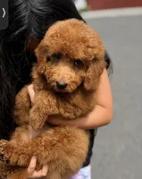 Bella, a female Poodle - Miniature  for sale in Shelton, CT – 2 of 3