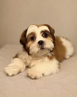 Frank, a male Shih Tzu for sale in Shelton, CT – 2 of 2