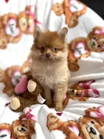 Max, a male Pomeranian for sale in Shelton, CT – Photo 1 of 2