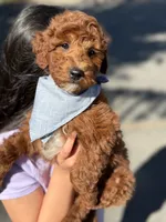 Ben (Mini) , a male Irish Doodle for sale in Shelton, CT – 2 of 3