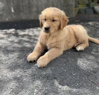 Marley , a male Golden Retriever for sale in Shelton, CT – Photo 2 of 3