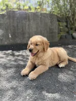 Marley , a male Golden Retriever for sale in Shelton, CT – Photo 3 of 3