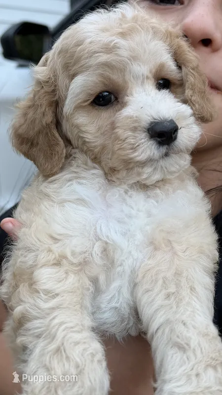 Ben – Cockapoo puppy for sale in Shelton, CT