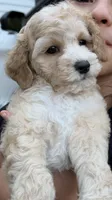 Ben, a male Cockapoo for sale in Shelton, CT – 1 of 2