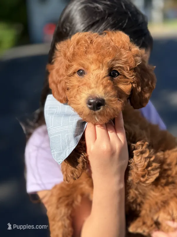Alex (Mini)  – Irish Doodle puppy for sale in Shelton, CT