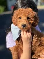 Alex (Mini) , a male Irish Doodle for sale in Shelton, CT – 1 of 3
