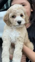 Ben, a male Cockapoo for sale in Shelton, CT – 2 of 2