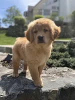 Zoey, a female Golden Retriever for sale in Shelton, CT – Photo 1 of 5