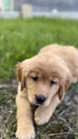 Zoey, a female Golden Retriever for sale in Shelton, CT – Photo 2 of 4