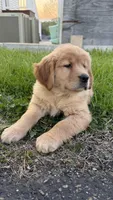 Zoey, a female Golden Retriever for sale in Shelton, CT – Photo 3 of 4