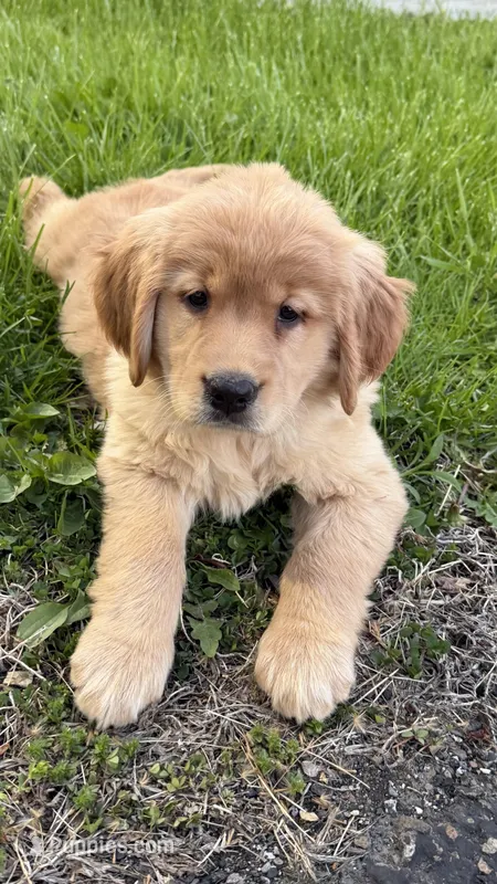 Zoey – Golden Retriever puppy for sale in Shelton, CT